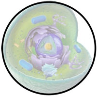 Cellemembran